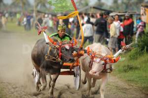 1344841868-makepung-buffalo-racing-in-bali_1385265