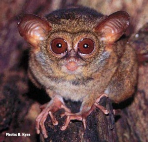 tarsius-pumilus-pygmy-tarsier